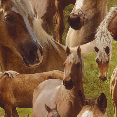 Palomino Horse Wallpaper 